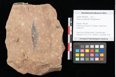 Foto (Objekt + Etikett) von Quercus palaeoilex Ettingshausen (NHMW-GEO-2024-0188-0845)